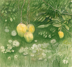 mango